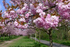 Berlijn: Kirschblütenallee in de lente Kirschblütenallee in Berlijn