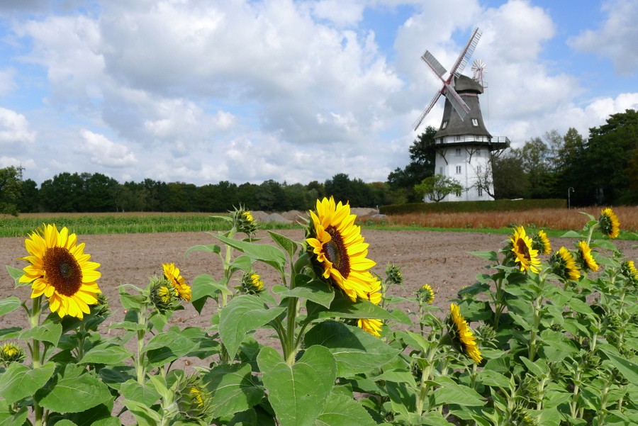 molen oberneuland bremen