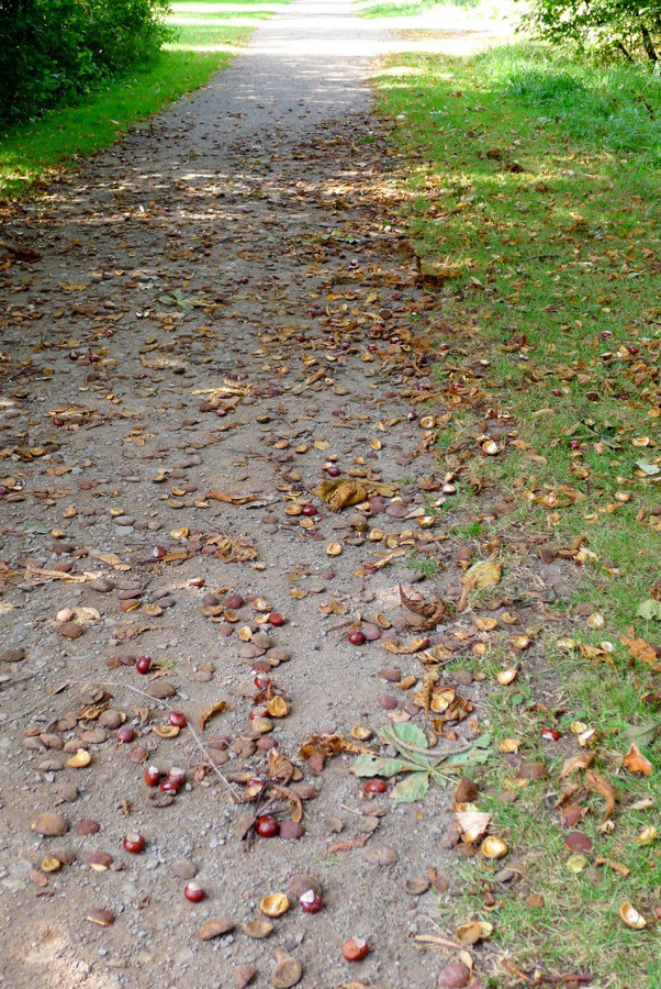 kastanjes herfst Bremen